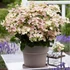 Kép 1/2 - Hydrangea paniculata 'Switch Ophelia' - bugás hortenzia - CS17