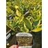 Kép 1/2 - Ilex altaclerensis 'Golden King' - magyal - CS17