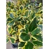 Kép 2/2 - Ilex altaclerensis 'Golden King' - magyal - CS17