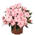 Kép 2/2 - Impatiens New Guineai 'Magnum Soft Pink' - nebáncsvirág - CS12