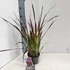Kép 2/2 - Imperata cylindrica 'Red Baron' - vérfű, alangfű - CS14