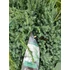 Kép 2/2 - Juniperus squamata 'Blue Carpet' - kék kúszó boróka - CS15