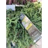Kép 2/2 - Juniperus communis 'Green Carpet' - zöld kúszóboróka - CS15