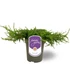 Kép 1/2 - Juniperus communis 'Green Carpet' - zöld kúszóboróka - CS15