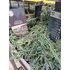 Kép 2/2 - Juniperus horizontalis 'Icee Blue' - kék terülő henyeboróka - CS15