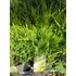Kép 2/3 - Juniperus pfitzeriana 'Old Gold'  - terülő boróka - CS15