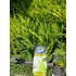 Kép 3/3 - Juniperus pfitzeriana 'Old Gold'  - terülő boróka - CS15