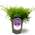 Kép 1/3 - Juniperus pfitzeriana 'Old Gold'  - terülő boróka - CS15