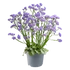 Kép 1/3 - Limonium spectabilis 'Sinzii Blue' – sóvirág - CS12