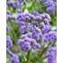 Kép 2/3 - Limonium spectabilis 'Sinzii Blue' – sóvirág - CS12