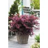 Kép 2/2 - Loropetalum chinense 'Fire Dance' - kínai rojtosvirág - CS15