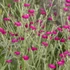 Kép 1/2 - Lychnis coronaria 'Atrosanguinea' - bársonyos kakukkszegfű - CS12 