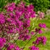 Kép 2/2 - Lychnis viscaria 'Splendens' - balkáni enyvesszegfű - CS12