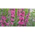 Kép 2/2 - Lythrum salicaria 'Pink Blush' - réti füzény - CS12
