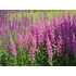 Kép 1/2 - Lythrum salicaria 'Pink Blush' - réti füzény - CS12
