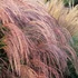 Kép 1/2 - Miscanthus sinensis 'Flamingo' - kínai virágosnád - CS13