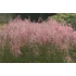 Kép 2/2 - Miscanthus sinensis 'Flamingo' - kínai virágosnád - CS13