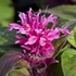 Kép 2/2 - Monarda didyma 'Cranberry Lace' - méhbalzsam - CS11
