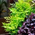 Kép 2/2 - Nandina domestica 'Lemon Lime' - japán szentfa - CS17
