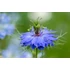 Kép 2/3 - Nigella damascena 'Miss Jekyll Blue' – borzaskata - CS12
