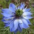 Kép 3/3 - Nigella damascena 'Miss Jekyll Blue' – borzaskata - CS12
