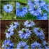 Kép 1/3 - Nigella damascena 'Miss Jekyll Blue' – borzaskata - CS12