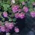Kép 2/5 - Origanum rotundifolium 'Kent Beauty' - oregánó - CS14