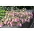 Kép 3/5 - Origanum rotundifolium 'Kent Beauty' - oregánó - CS14