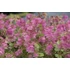 Kép 1/5 - Origanum rotundifolium 'Kent Beauty' - oregánó - CS14