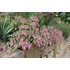 Kép 4/5 - Origanum rotundifolium 'Kent Beauty' - oregánó - CS14