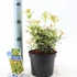 Kép 1/2 - Osmanthus  heterophyllus 'Goshiki' - tarkalevelű illatcserje - CS15