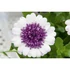 Kép 2/2 - Osteospermum ecklonis 'Daisyree Double Blueberry' - cseppecske virág - CS12