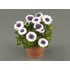 Kép 1/2 - Osteospermum ecklonis 'Daisyree Double Blueberry' - cseppecske virág - CS12