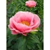 Kép 1/2 - Paeonia lactiflora 'Lovely Rose' - pünkösdirózsa, bazsarózsa - CS14