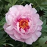 Kép 1/2 - Paeonia itoh 'First Arrival'- pünkösdirózsa, bazsarózsa - CS14