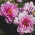 Kép 2/2 - Paeonia itoh 'First Arrival'- pünkösdirózsa, bazsarózsa - CS14
