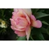Kép 2/3 - Paeonia itoh 'Scrumdidleumptious' - pünkösdirózsa, bazsarózsa - CS14