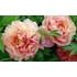 Kép 3/3 - Paeonia itoh 'Scrumdidleumptious' - pünkösdirózsa, bazsarózsa - CS14