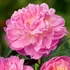 Kép 1/2 - Paeonia lactiflora 'Bella Donna' - pünkösdirózsa, bazsarózsa - CS14