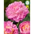 Kép 2/2 - Paeonia lactiflora 'Bella Donna' - pünkösdirózsa, bazsarózsa - CS14