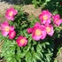 Kép 2/2 - Paeonia lactiflora 'Kiev' - pünkösdirózsa, bazsarózsa - CS14