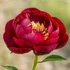 Kép 1/2 - Paeonia lactiflora 'Buckeye Belle' - pünkösdirózsa, bazsarózsa - CS14