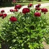 Kép 2/2 - Paeonia lactiflora 'Buckeye Belle' - pünkösdirózsa, bazsarózsa - CS14