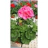 Kép 2/3 - Pelargonium zonale 'Survivor Idols Pink Batik' – bokor vagy álló muskátli - CS12