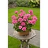 Kép 3/3 - Pelargonium zonale 'Survivor Idols Pink Batik' – bokor vagy álló muskátli - CS12