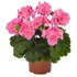Kép 1/3 - Pelargonium zonale 'Survivor Idols Pink Batik' – bokor vagy álló muskátli - CS12