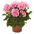 Kép 1/3 - Pelargonium zonale 'Survivor Idols Pink Mega Splash' – bokor vagy álló muskátli - CS12