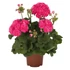 Kép 1/3 - Pelargonium zonale 'Survivor Idols Rosalinda' – bokor vagy álló muskátli - CS12