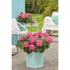 Kép 3/3 - Pelargonium zonale 'Survivor Idols Rosalinda' – bokor vagy álló muskátli - CS12