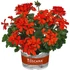 Kép 1/2 - Pelargonium zonale 'Stadt Bern' – bokor vagy álló muskátli - CS12